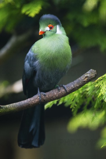 White-cheeked Turaco (Menelikornis leucotis), adult bird perched on a branch, native to Sudan, South Sudan, Ethiopia and Eritrea, captive, Germany