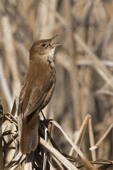 Savi's Warbler (Locustella luscinioides) singing, Zurich, Switzerland