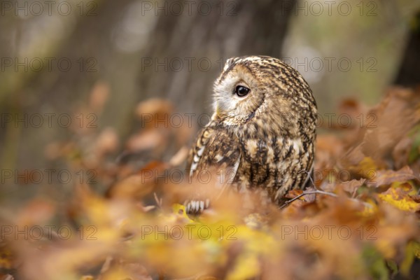 Tawny Owl (Strix aluco) captive, Baden-Wuerttemberg, Germany