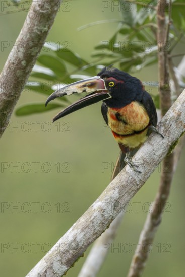 Collared Aracari (Pteroglossus torquatus), Costa Rica