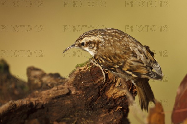 Eurasian Treecreeper (Certhia familiaris), Rhineland-Palatinate, Germany