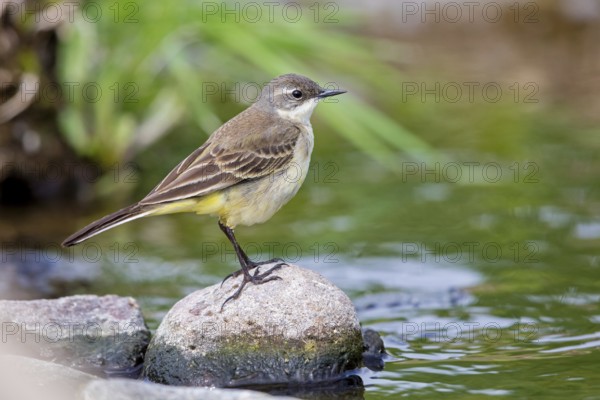 Black-headed Yellow Wagtail, Black-headed Wagtail, Motacilla flava feldegg, Motacilla feldegg, Bergeronnnette à tête noire, Lavandera Boyera Balcánica Lesbos, Greece