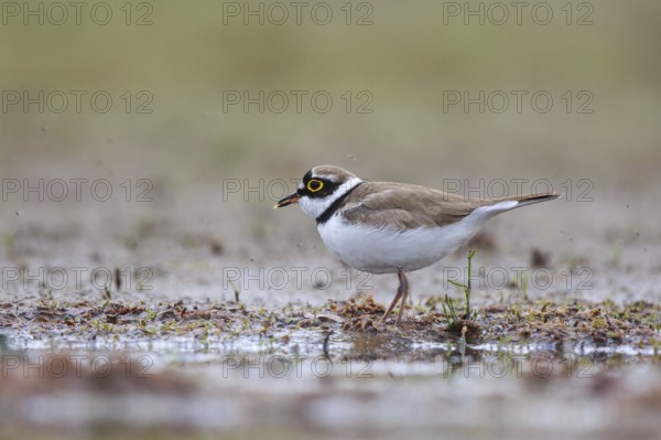 Little Ringed Plover (Charadrius dubius) male, North Rhine-Westphalia, Germany