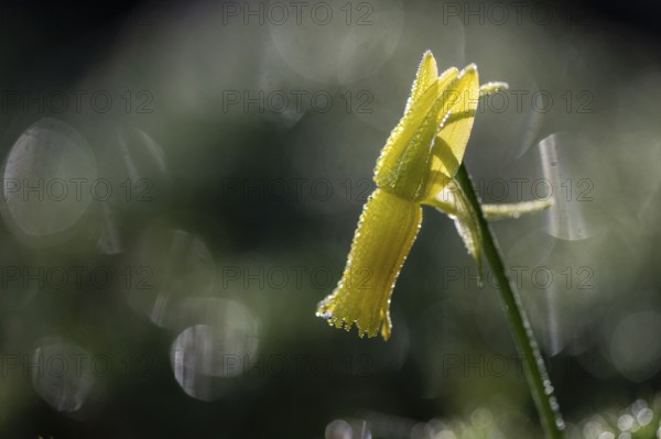 Cyclamen narcissus (Narcissus cyclamineus), Emsland, Lower Saxony, Germany