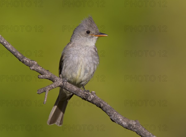 Greater Pewee (Contopus pertinax), Arizona, USA