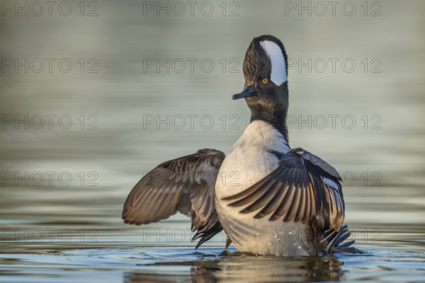 Hooded Merganser (Lophodytes cucullatus) male flapping, Arizona, USA