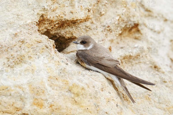 Sand martin (Riparia riparia) at the breeding tube, Schleswig-Holstein, Germany