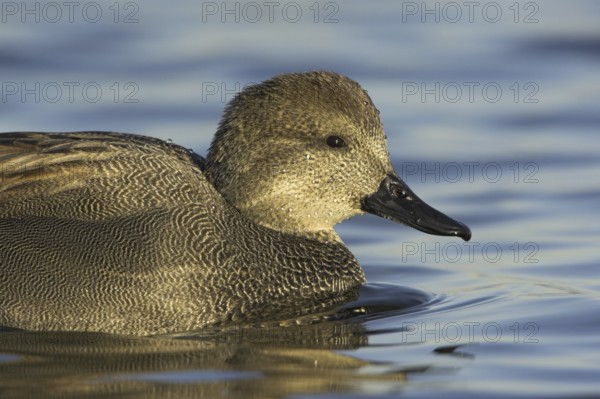 Gadwall (Mareca strepera) male, Ontario, Canada