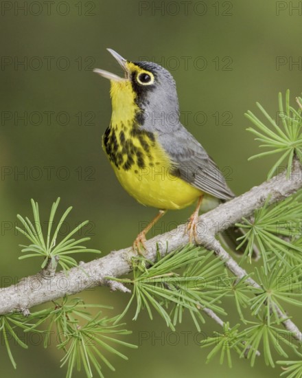 Canada Warbler (Cardellina canadensis) singing, Ontario, Canada