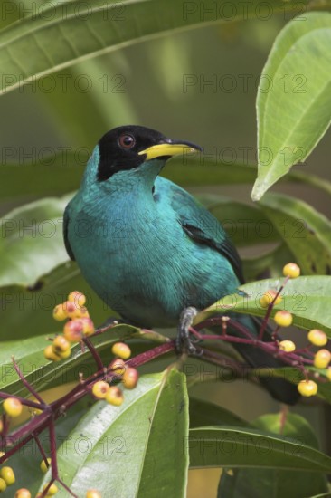 Green Honeycreeper (Chlorophanes spiza) male, Costa Rica