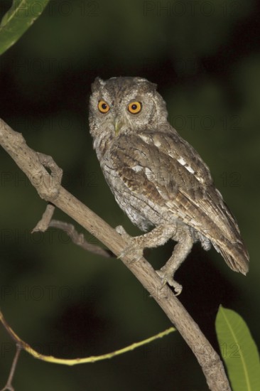 Pacific Screech Owl (Megascops cooperi), Costa Rica