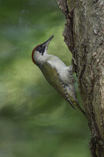 European Green Woodpecker (Picus viridis) female climbing tree trunk, North Rhine-Westphalia, Germany