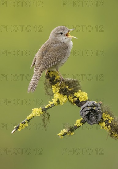 House Wren (Troglodytes aedon) singing, British Columbia, Canada