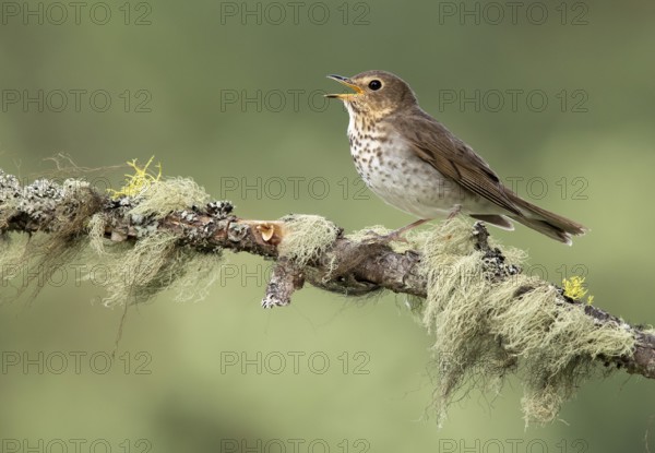 Swainson's Thrush (Catharus ustulatus) singing, perched on a branch, British Columbia, Canada