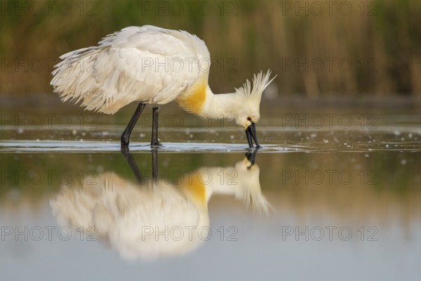 Eurasian Spoonbill (Platalea leucorodia) foraging, Pusztaszer, Hungary