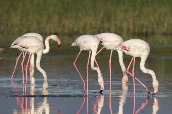 Greater Flamingo (Phoenicopterus roseus) group foraging in shallow water, Greece