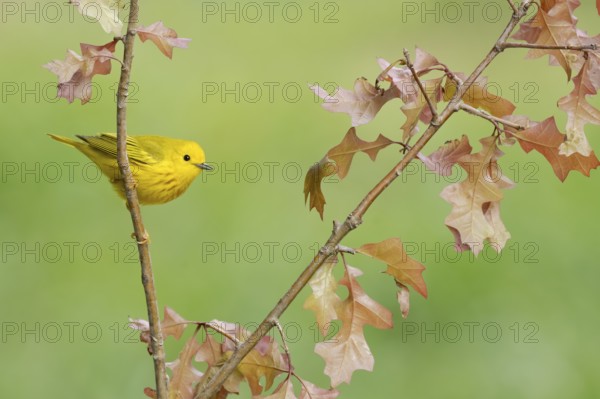 American Yellow Warbler (Setophaga aestiva) perched on a branch, Texas, USA