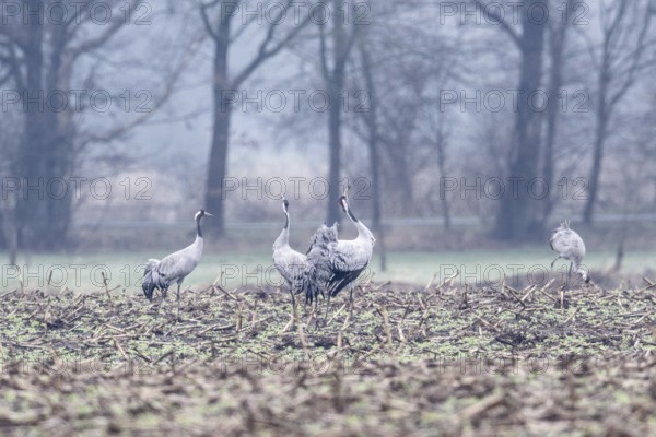 Cranes (Grus grus), Fischerhuder Wümmeniederung, Lower Saxony, Germany