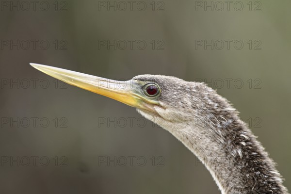 Anhinga (Anhinga anhinga) female, Florida, USA