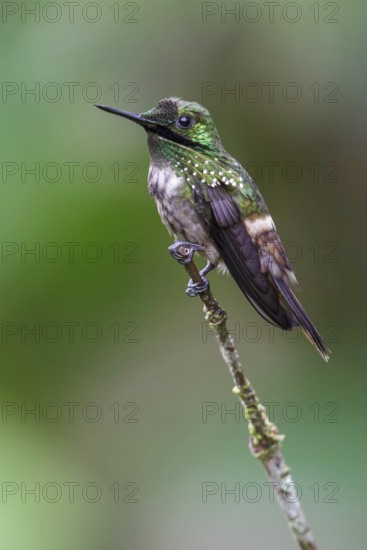Festive Coquette (Lophornis chalybeus) perched on a branch in the Atlantic rainforest of southeast Brazil