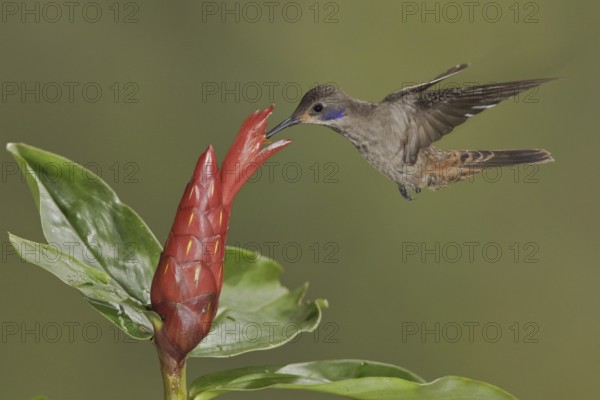 Brown Violetear (Colibri delphinae), Ecuador