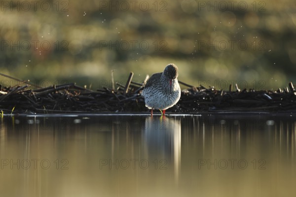 A vibrant redshank stands gracefully in the shallow waters of Puebla de BeleÃ±a, Spain. Its reflection shimmers on the water surface, capturing the serene beauty of the moment