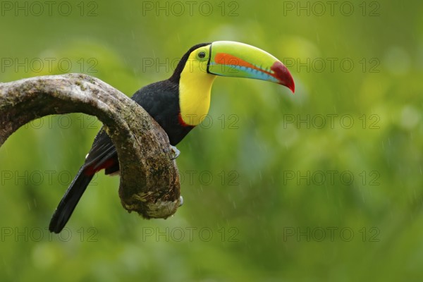 Keel-billed Toucan, Ramphastos sulfuratus, bird with big bill. Toucan sitting on the branch in the forest, green vegetation, Nicaragua. Nature travel in central America. Travelling in central America
