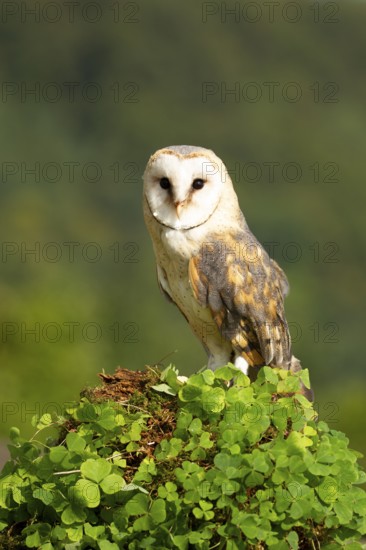 Western Barn Owl (Tyto alba) captive, Germany