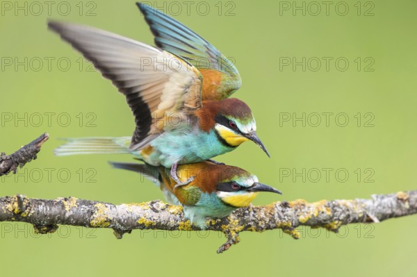 European Bee-eater (Merops apiaster) pair mating, Subotica, Serbia