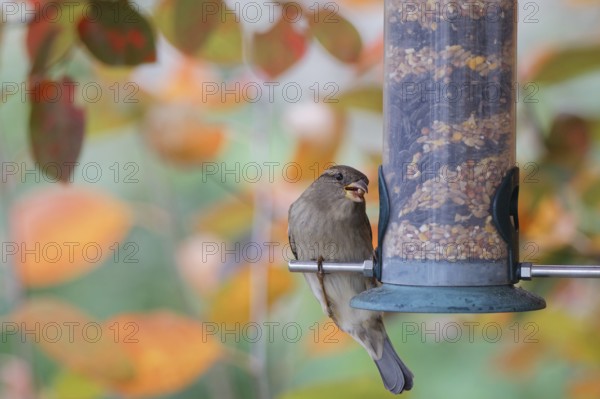 S eating seeds from a feeder. seasonal bird feeding. Bad Salzschlirf, Hessen, Germany