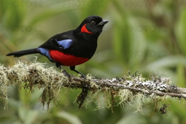Scarlet-bellied Mountain-Tanager (Anisognathus igniventris) perched on a branch in the Andes mountains of Colombia