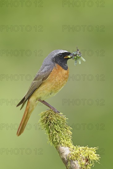 Redstart (Phoenicurus phoenicurus), male with caterpillars in beak on mossy branch, songbird, wildlife, Wilnsdorf, North Rhine-Westphalia, Germany