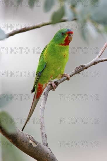 Swift Parrot (Lathamus discolor), Australian Capital Territory, Australia