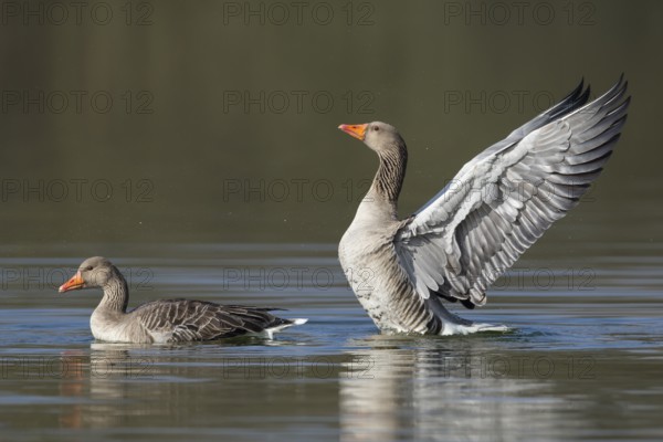 Greylag Goose (Anser anser) flapping wings, Lower Saxony, Germany