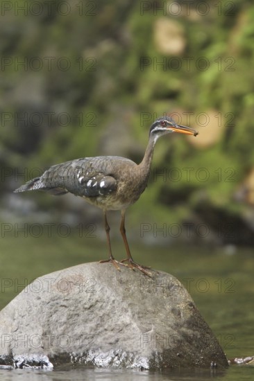 Sunbittern (Eurypyga helias), Costa Rica