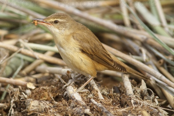 Great Reed Warbler (Acrocephalus arundinaceus), on marsh floor eating a worm, Castile-La Mancha, Spain