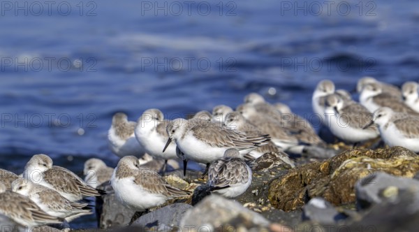 Flock of sanderlings (Calidris alba) in non-breeding plumage resting on high tide refuge during high water in late winter, early spring