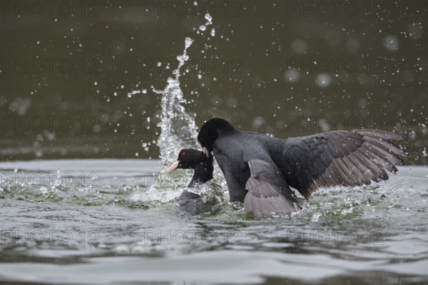 Eurasian Coot (Fulica atra) wrangling, Lower Saxony, Germany