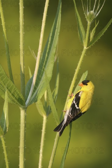 American Goldfinch (Spinus tristis) male, Ohio, USA