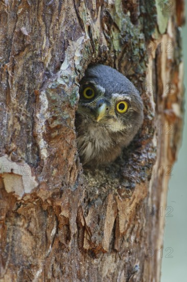 Eurasian Pygmy Owl (Glaucidium passerinum), Bavaria, Germany