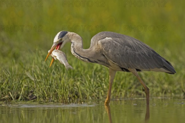 Grey Heron (Ardea cinerea) eating on fish, Hungary