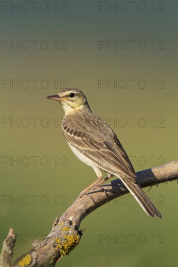 Brachpieper, Tawny Pipit, Anthus campestris, Pipit rousseline, Bisbita Campestre