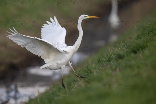 Great White Egret (Ardea alba, syn.: Casmerodius albus, Egretta alba), Dümmer, Lembruch, Lower Saxony, Germany
