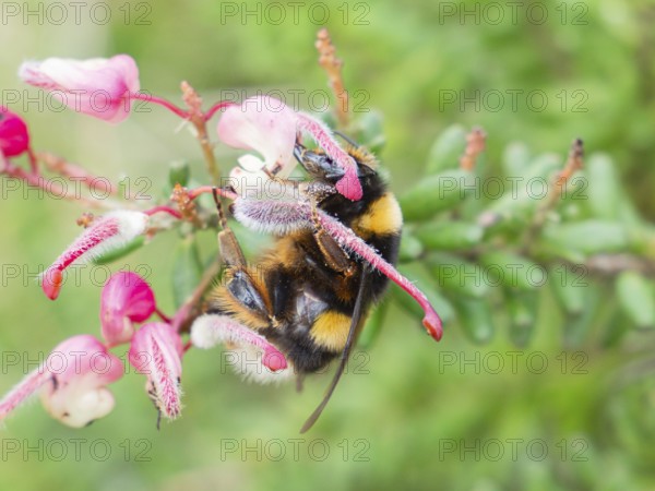 A close up shot of a bumblebee perched on a vibrant pink flower, surrounded by lush green foliage in a garden. This image captures the essence of nature and pollination