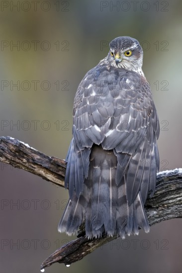 Eurasian Sparrowhawk (Accipiter nisus) female perched on a branch, drying its feathers, Saxony-Anhalt, Germany