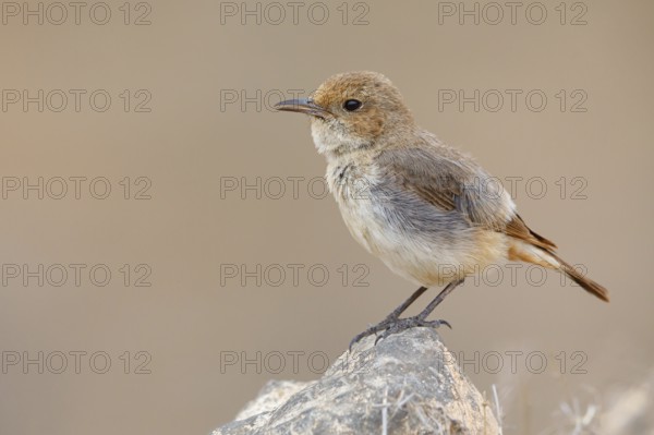 Arabian wheatear, Arabian wheatear, (Oenanthe lugentoide, Middle East, Oman, female, Jabal Samhan, Salalah, Dhofar, Oman