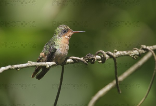 Tufted Coquette (Lophornis ornatus) female, Trinidad