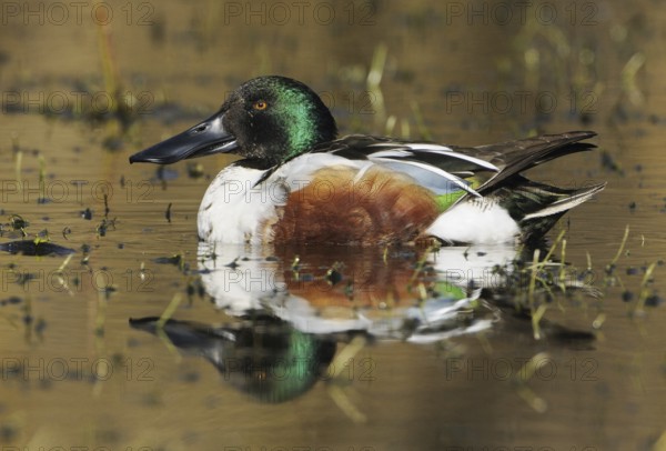 Northern Shoveler (Spatula clypeata) male, British Columbia, Canada