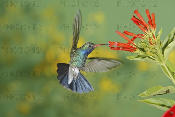Broad-billed Hummingbird Cynanthus latirostris Amado, Arizona, United States 21 August Adult Male Trochilidae