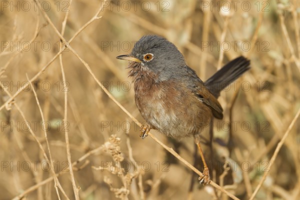 Tristrams Warbler - Atlasgrasmücke - Sylvia deserticola, Morocco, adult